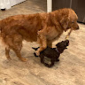 Meet your Posher, Cookie